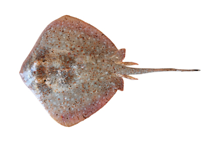 Ningaloo maskray